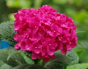 八仙花传说:八仙过海