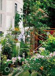 秋海棠：夏日秋天的美丽使者