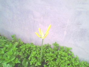 四、叶子发黄是啥信号？