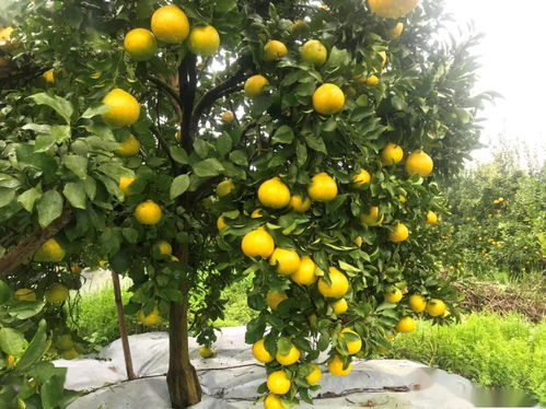 阳光一号桔柚：果园里的明星