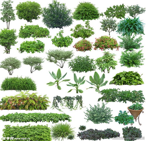 灌木球类植物的生长环境