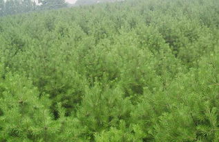 2025年青岛白皮松绿化前景如何？市场需求和种植技术发展趋势分析？