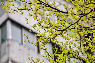 米兰开春落叶之谜，为何春意盎然却叶落纷纷