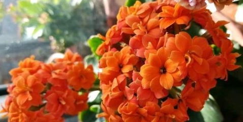 将泥土按比例混合，加入茶花种子
