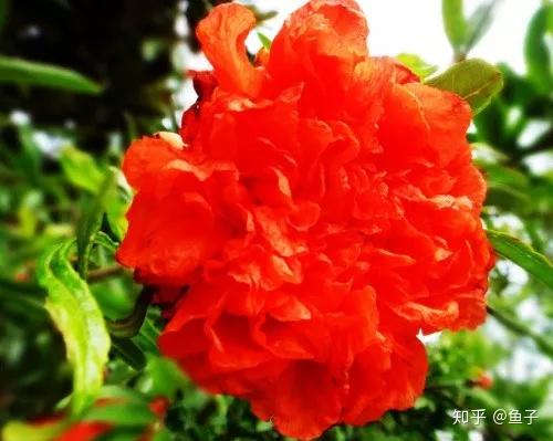 牡丹花石榴好吃吗？口感如何