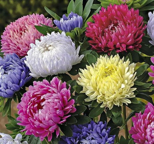 翠菊：一年生还是多年生？揭秘其生命力之谜！