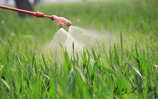 朴树根病虫害困扰解析