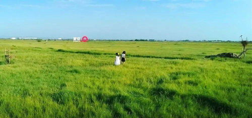 耐寒草大揭秘：既省钱又赚钱的秘密武器