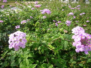 毛莨花种植指南：简易养护技巧