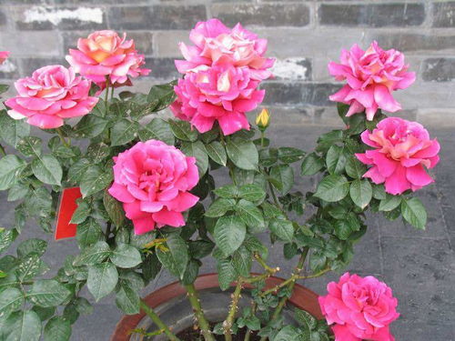 秋季月季修剪，你知道什么时候施肥Zui好吗？