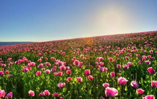 花海深处，告白花语，遇见你的浪漫！