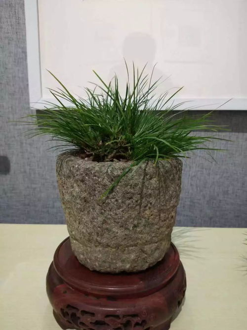 其他品种：千姿百态， 各有特色