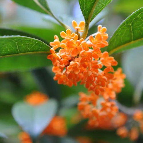 我国桂花新品种获得国际登录权，填补国内空白