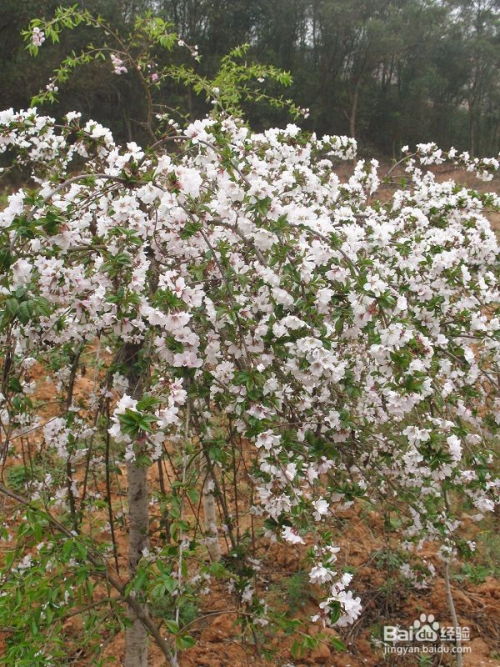 枝杆特征， 不一样的性格