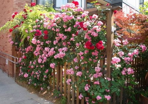 耐寒区位图，指导地区养护