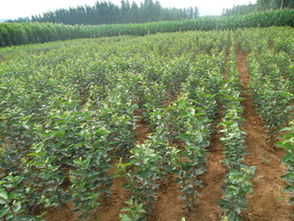 苗木质量与供应商关系紧密