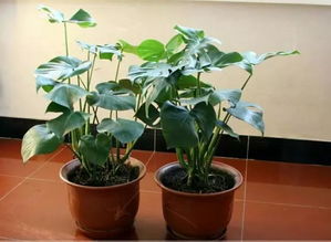 五类室内花卉，存活率超高！