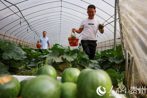 特色蔬菜， 地道的味道