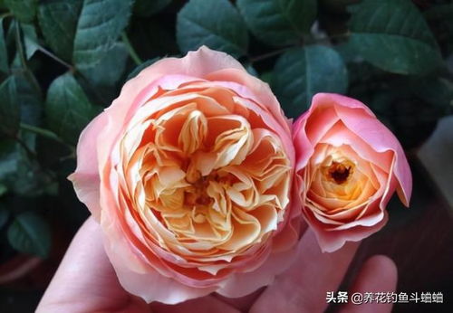 月季好扎根， 营养足，后期才长得快，开花多