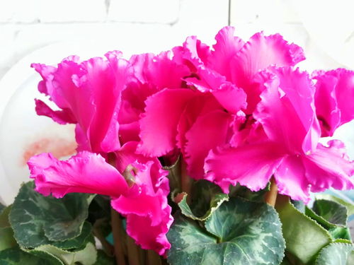 二手市场也热闹