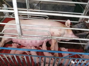 仔猪补铁防应激，选剂急救全攻略怎么Zuo？