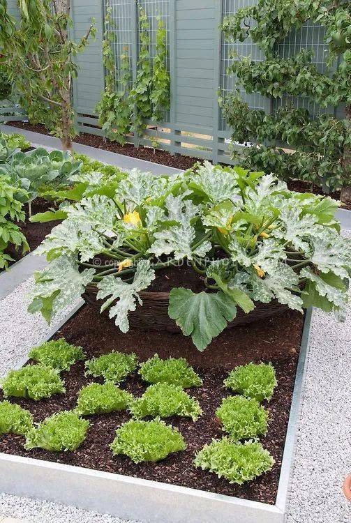 套种，让花园geng丰富