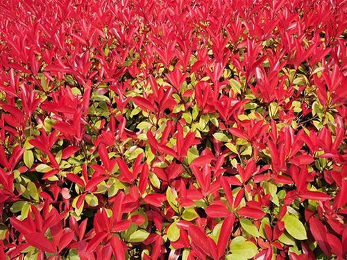 秋季移栽红叶石楠， 这些技巧你一定要掌握