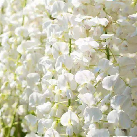 粉红色花朵的惊喜：银藤