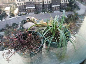 冬天韭兰叶子会枯萎吗？