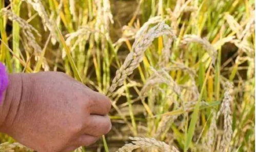 第一步：种子预处理