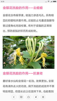 金银花清热解毒，你知道它还能防治哪些疾病吗