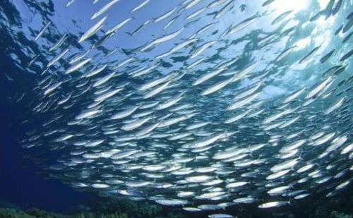 我国渔业分类：海洋、淡水、养殖、捕捞四大类