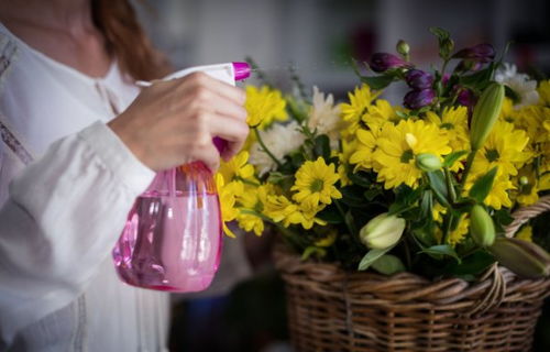 光照要刚刚好，不要太多也不要太少