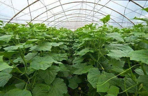 辣椒病害也不在话下