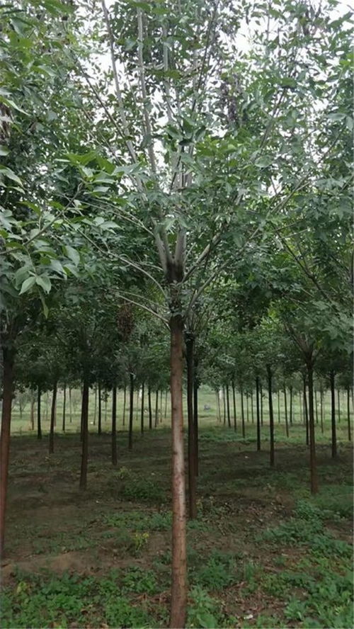 12公分白蜡树价格