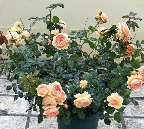 季节变化，浇水次数要调整