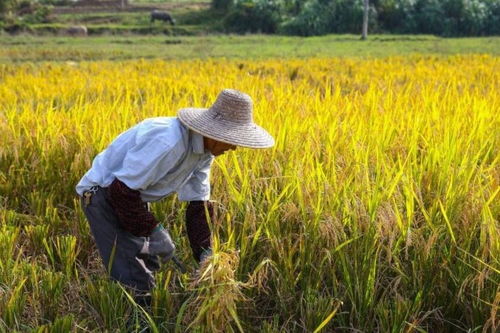 新手种地选苗指南：避开三大坑， 省时又增产