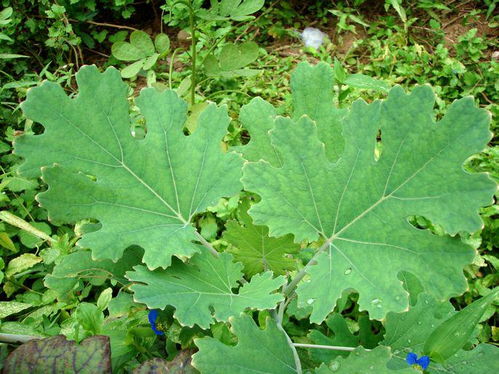 博落回茎叶产量翻倍，老农亲测3招，多收500公斤干货！