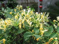 种植适应性及密度