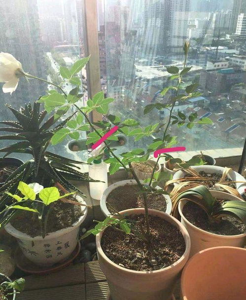 夏天月季浇水攻略：一次浇几次 避免根部腐烂