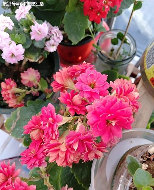 长寿花正确的修剪方法， Zuo好这些才嫩四季开花#养花小知识 #养花达人 #花卉养护.无畏向前这种盆嫩养满天星吗2年前.#绿萝 绿萝怎么养才嫩梗旺盛呢，怎么养才嫩长出藤蔓爬满墙呢，绿萝叶子发黄的问题不再有，绿萝长爆盆.