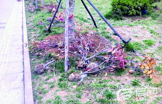 植物专家的解答