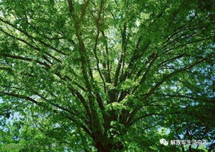 树荫下的树木选择