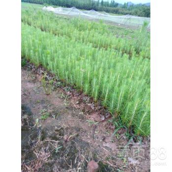 园林用途：湿地松的神奇之处