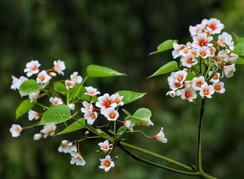 桐子花，金黄璀璨，爆款花卉新宠！
