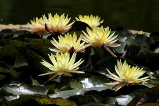 睡莲的象征意义