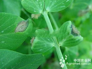 黄芩灰霉病：那些让人头疼的病状