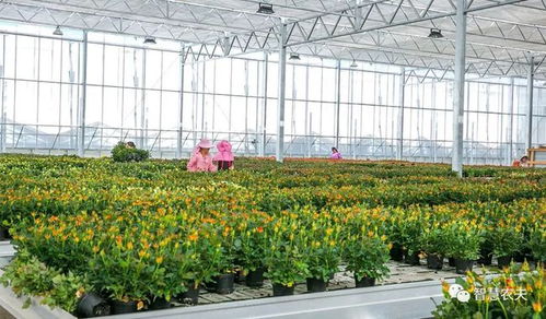 花儿种类多，各有各的本事