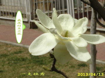 玉兰花绽放的寓意与养护要点