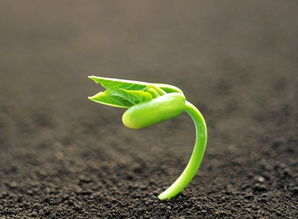 多菌灵浇土：植物的小帮手还是大威胁？